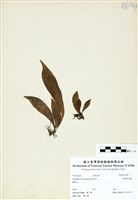 藏品(臺灣車前蕨)的圖片